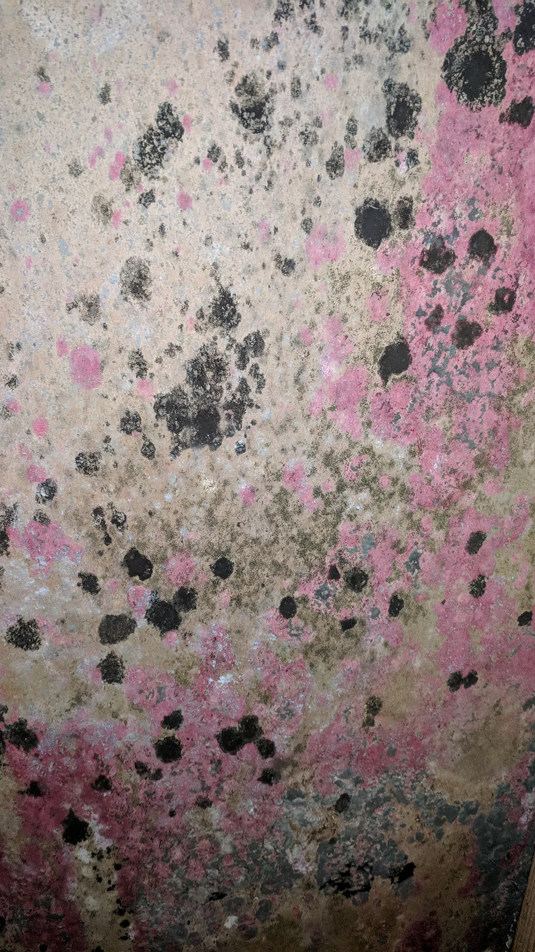 Mold testing in Newport Beach
