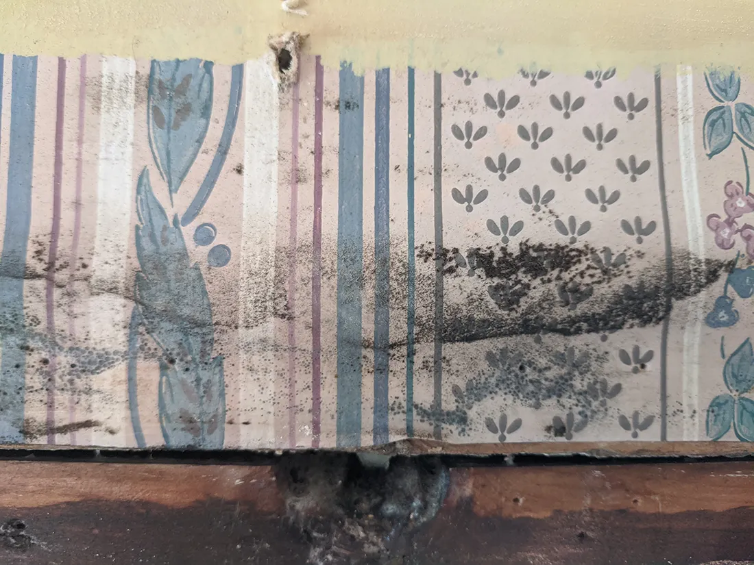 Mold testing