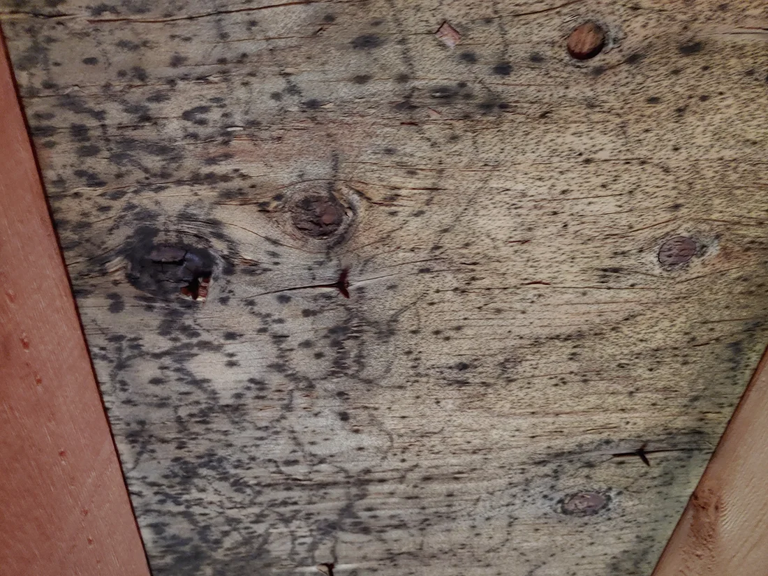 Mold Inspection Orange County