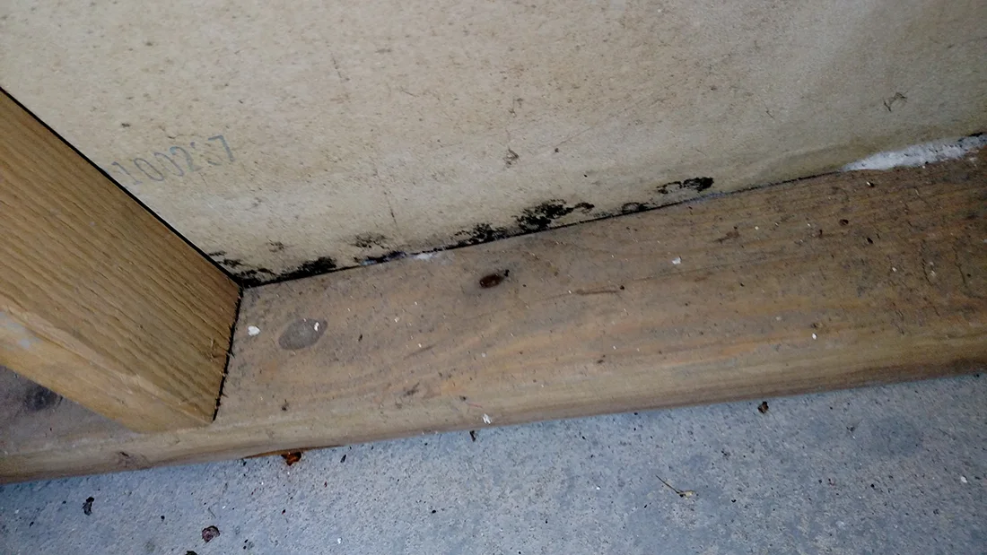 Mold remediation Orange County